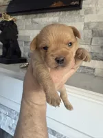 Honey , a female French Bulldog and Poodle - Miniature  for sale in Burleson, TX – 1 of 3