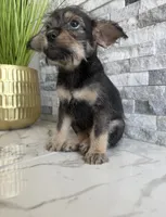 Rocco, a male French Bulldog and Poodle - Miniature  for sale in Burleson, TX – 4 of 4