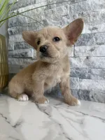 Gizmo, a male French Bulldog and Poodle - Miniature  for sale in Burleson, TX – 5 of 5