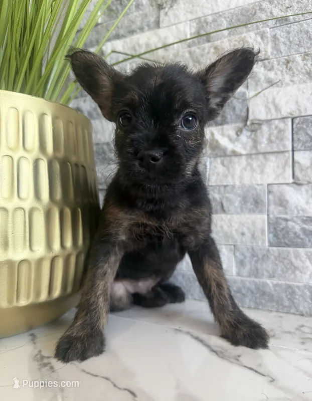 Bruno – French Bulldog, Poodle - Miniature  puppy for sale in Burleson, TX