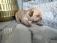 Honey , a female French Bulldog and Poodle - Miniature  for sale in Burleson, TX – 3 of 3