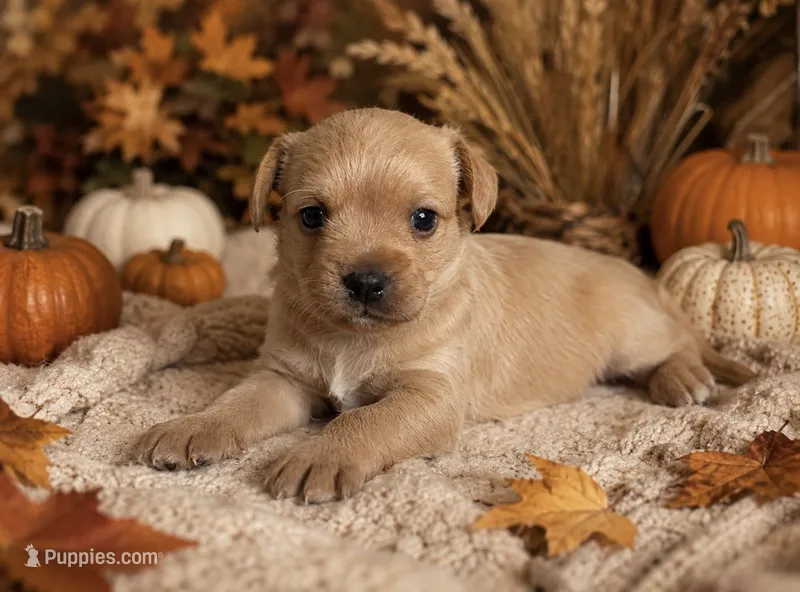 Honey  – French Bulldog, Poodle - Miniature  puppy for sale in Burleson, TX