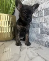 Bruno, a male French Bulldog and Poodle - Miniature  for sale in Burleson, TX – 4 of 4