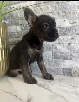 Bruno, a male French Bulldog and Poodle - Miniature  for sale in Burleson, TX – 3 of 4