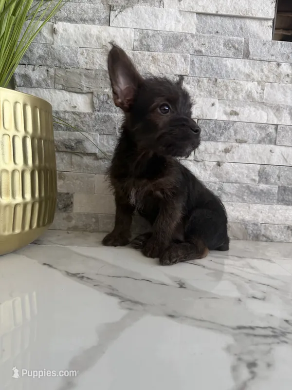 Bandit – French Bulldog, Poodle - Miniature  puppy for sale in Burleson, TX