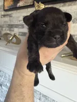 Mocha, a female French Bulldog and Poodle - Miniature  for sale in Burleson, TX – 2 of 3