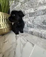 Raven , a female French Bulldog and Poodle - Miniature  for sale in Burleson, TX – 3 of 4
