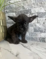 Bandit, a male French Bulldog and Poodle - Miniature  for sale in Burleson, TX – 3 of 3