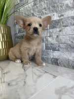 Gizmo, a male French Bulldog and Poodle - Miniature  for sale in Burleson, TX – 2 of 5