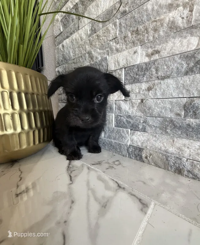 Raven  – French Bulldog, Poodle - Miniature  puppy for sale in Burleson, TX