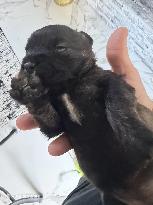 Mocha – French Bulldog, Poodle - Miniature  puppy for sale in Burleson, TX