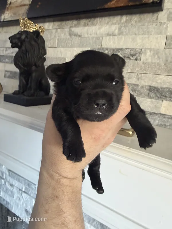 Coco – French Bulldog, Poodle - Miniature  puppy for sale in Burleson, TX