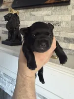 Coco, a female French Bulldog and Poodle - Miniature  for sale in Burleson, TX – 1 of 2
