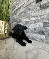 Raven , a female French Bulldog and Poodle - Miniature  for sale in Burleson, TX – 4 of 4