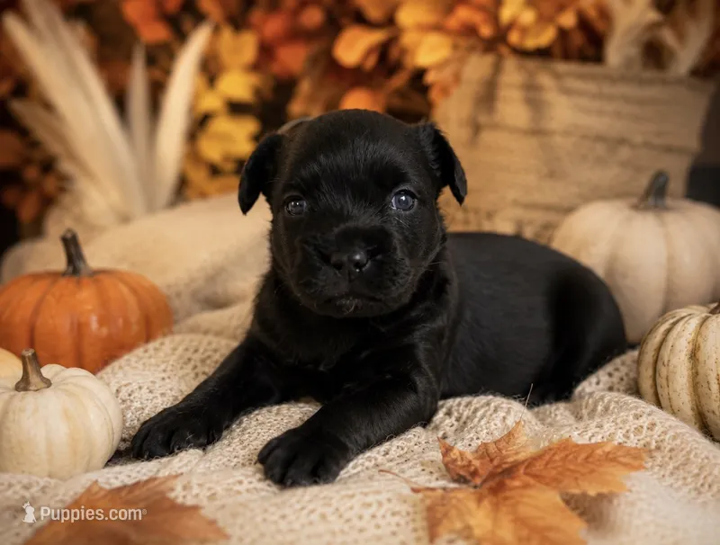 Coco – French Bulldog, Poodle - Miniature  puppy for sale in Burleson, TX