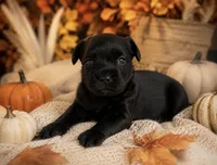 Coco, a female French Bulldog and Poodle - Miniature  for sale in Burleson, TX – 1 of 2