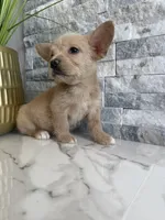 Gizmo, a male French Bulldog and Poodle - Miniature  for sale in Burleson, TX – 4 of 5