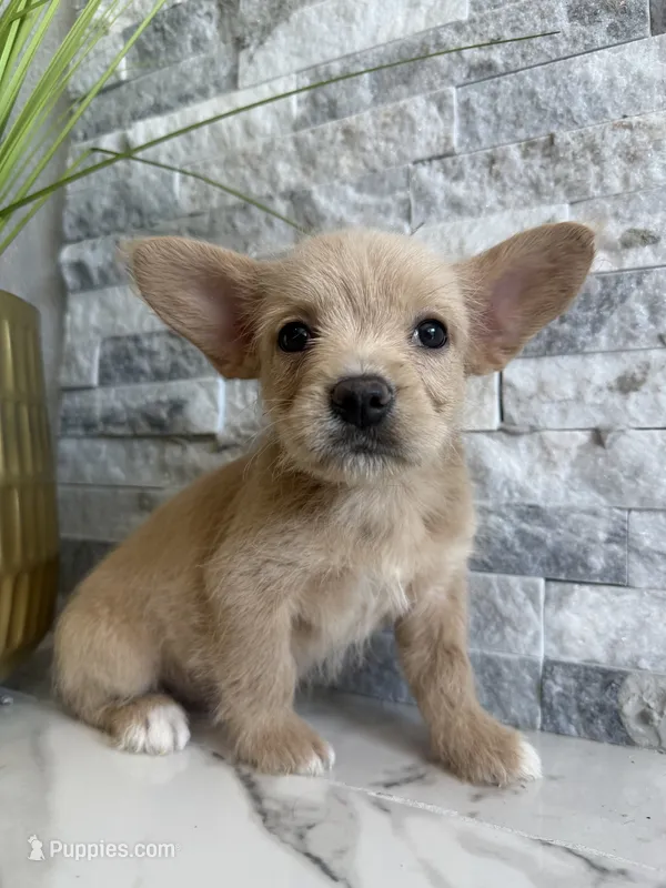 Gizmo – French Bulldog, Poodle - Miniature  puppy for sale in Burleson, TX