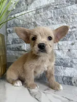 Gizmo, a male French Bulldog and Poodle - Miniature  for sale in Burleson, TX – 1 of 5