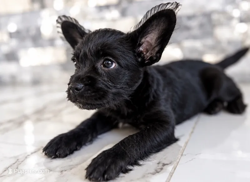 Coco – French Bulldog, Poodle - Miniature  puppy for sale in Burleson, TX