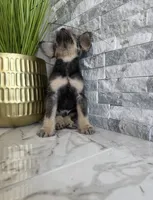Rocco, a male French Bulldog and Poodle - Miniature  for sale in Burleson, TX – 2 of 4