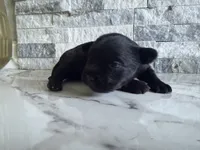 Coco, a female French Bulldog and Poodle - Miniature  for sale in Burleson, TX – 2 of 2