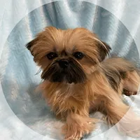 CROWN, a male Shih Tzu for sale in Houston, TX – Photo 4 of 6