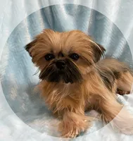 CROWN, a male Shih Tzu for sale in Houston, TX – Photo 4 of 6