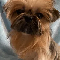 CROWN, a male Shih Tzu for sale in Houston, TX – Photo 5 of 6