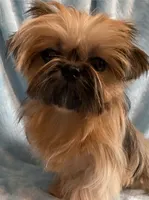 CROWN, a male Shih Tzu for sale in Houston, TX – Photo 5 of 6