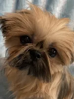 CROWN, a male Shih Tzu for sale in Houston, TX – Photo 1 of 6