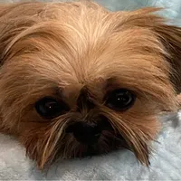 CROWN, a male Shih Tzu for sale in Houston, TX – Photo 6 of 6