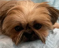 CROWN, a male Shih Tzu for sale in Houston, TX – Photo 6 of 6