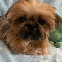 CROWN, a male Shih Tzu for sale in Houston, TX – Photo 3 of 6