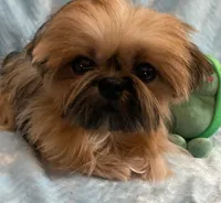 CROWN, a male Shih Tzu for sale in Houston, TX – Photo 3 of 6