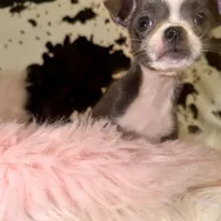 Blue girl, a female Chihuahua for sale in Cincinnati, OH – 2 of 7