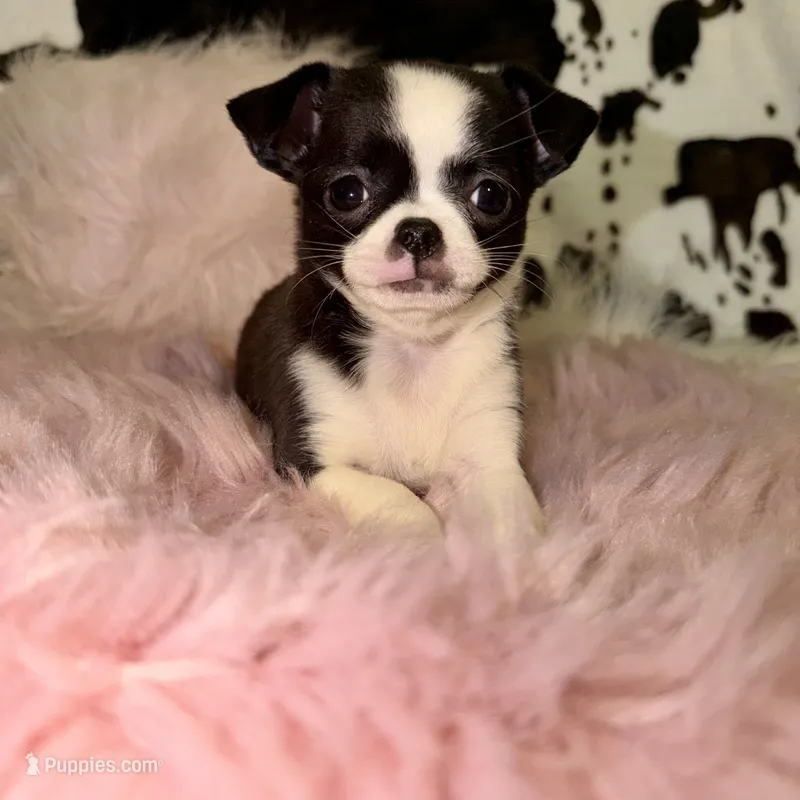Tiny black seal girl – Chihuahua puppy for sale in Cincinnati, OH