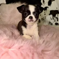 Tiny black seal girl, a female Chihuahua for sale in Cincinnati, OH – 1 of 7