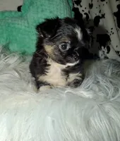 Black tri, a male Chihuahua for sale in Cincinnati, OH – 1 of 6