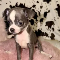 Blue female, a female Chihuahua for sale in Cincinnati, OH – 4 of 6