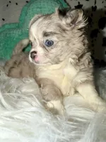 Merle boy Longcoat, a male Chihuahua for sale in Cincinnati, OH – 7 of 8