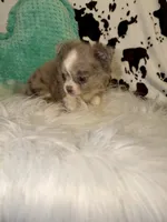 Merle boy Longcoat, a male Chihuahua for sale in Cincinnati, OH – 4 of 8
