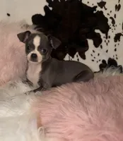 Blue girl, a female Chihuahua for sale in Cincinnati, OH – 3 of 7