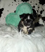 Tiny black Tri , a male Chihuahua for sale in Cincinnati, OH – 3 of 7