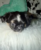 Black tri boy, a male Chihuahua for sale in Cincinnati, OH – 4 of 7