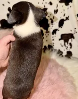 Tiny black seal girl, a female Chihuahua for sale in Cincinnati, OH – 7 of 7