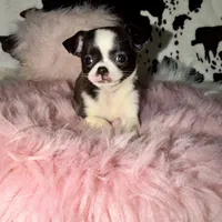 Black seal, a female Chihuahua for sale in Cincinnati, OH – 4 of 6