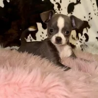 Blue girl, a female Chihuahua for sale in Cincinnati, OH – 5 of 7