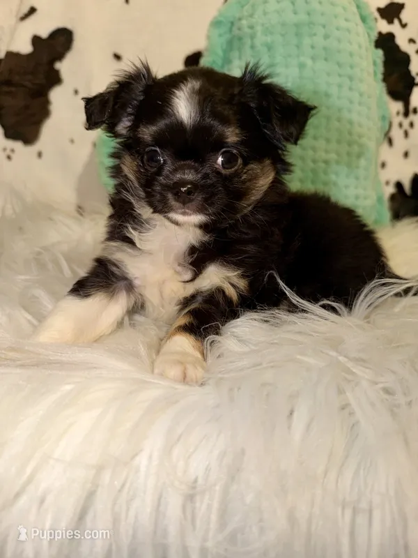 Black tri boy – Chihuahua puppy for sale in Cincinnati, OH