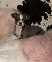 Blue girl, a female Chihuahua for sale in Cincinnati, OH – 2 of 6